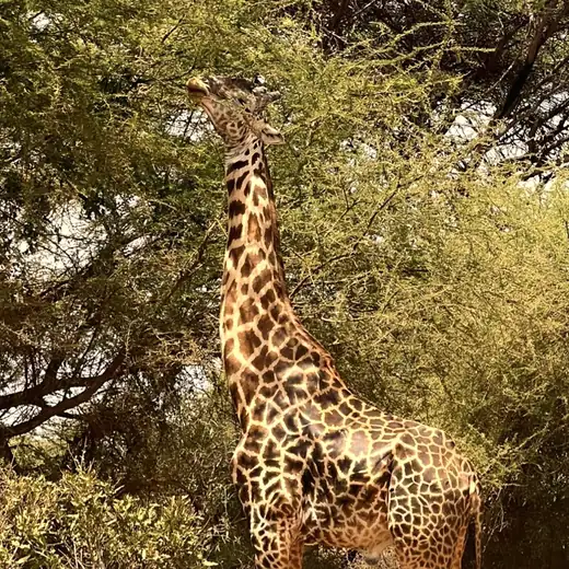 Giraffa nella savana