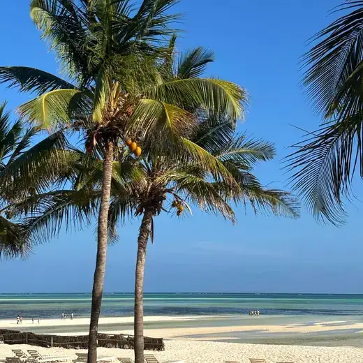 Palme sulla spiaggia