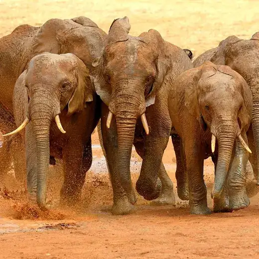 Elefanti a Tsavo Est